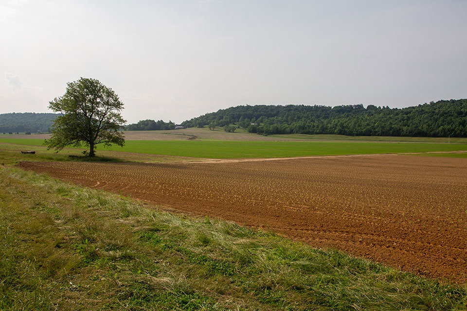 A field of soil with crops just starting to sprout.