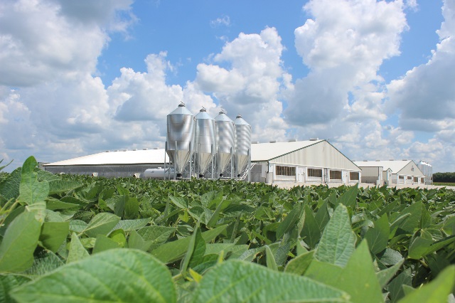 Soybean field next to hog barns both financed by Farm Credit Mid-America