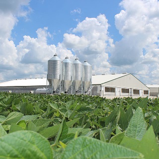 Soybean field next to hog barns both financed by Farm Credit Mid-America.
