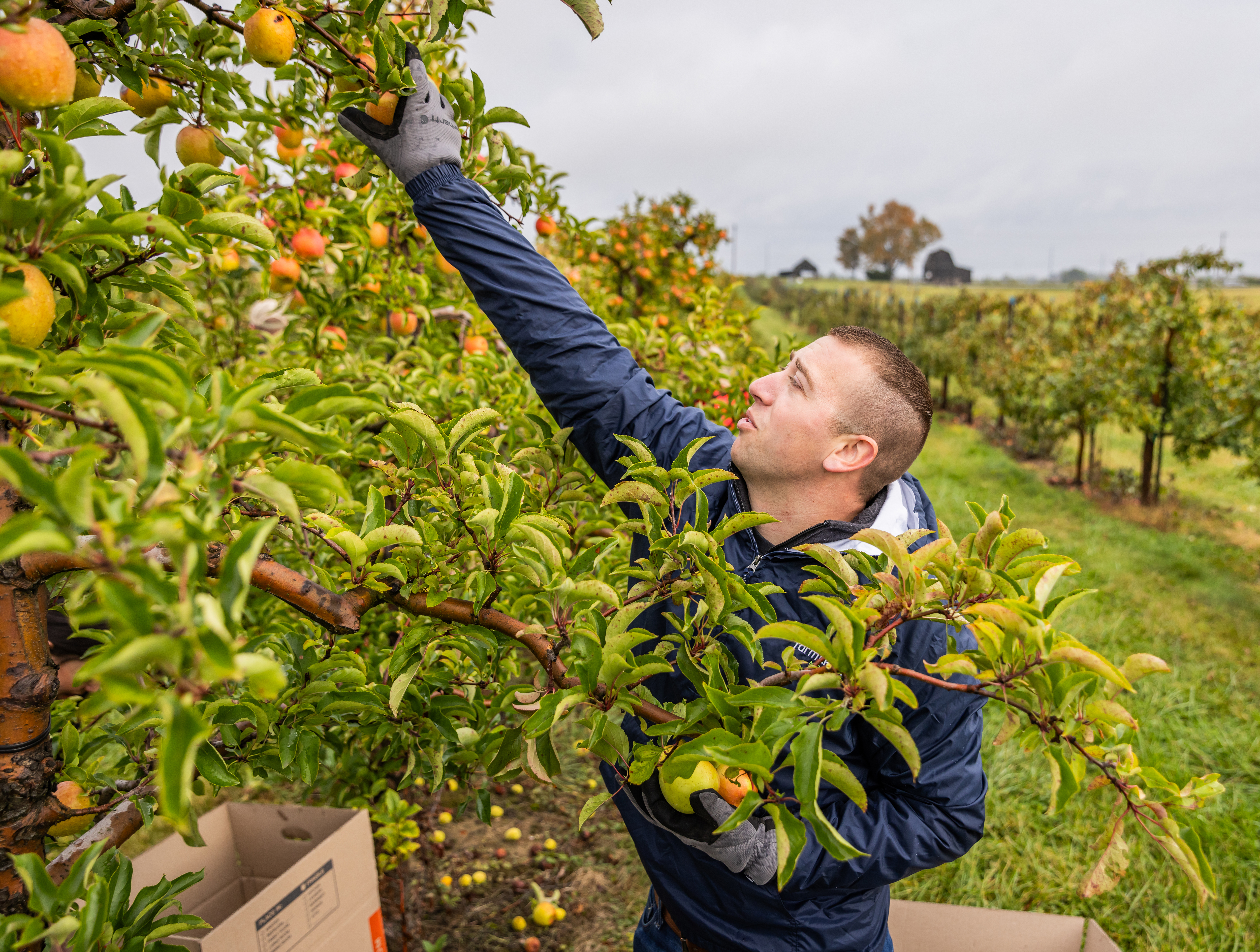 Micah Mensing picking apples
