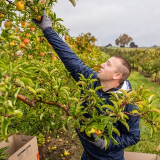 Micah Mensing picking apples