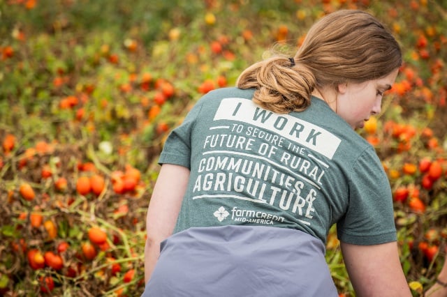 Farm Credit Mid-America team member harvesting tomatoes