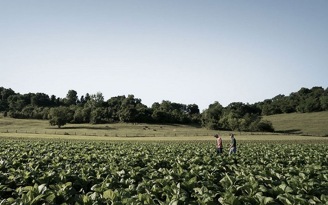 Men walking through tobacco field.