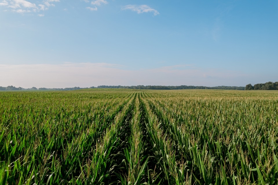 Corn field financed with a Farm Credit Mid-America farm real estate loan