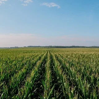 Corn field financed with a Farm Credit Mid-America farm real estate loan