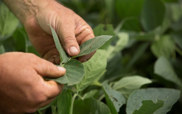 Soybean field insured through Farm Credit Mid-America crop insurance