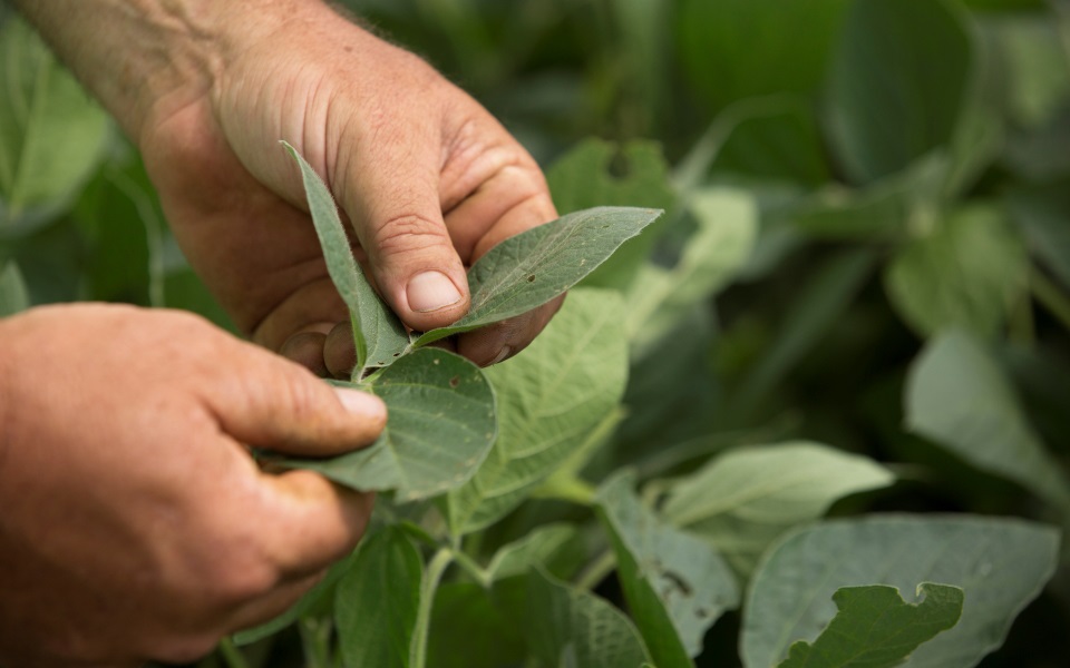Soybean field insured through Farm Credit Mid-America crop insurance