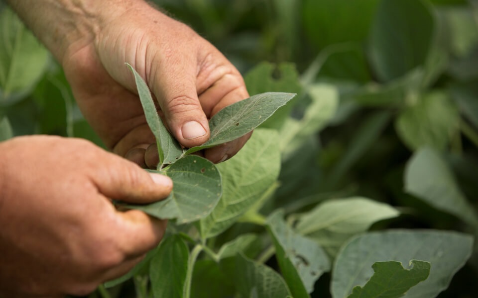 Soybean field insured through Farm Credit Mid-America crop insurance