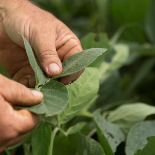 Soybean field insured through Farm Credit Mid-America crop insurance