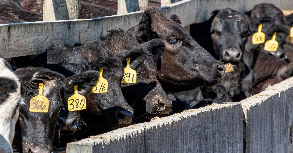 Cattle eating from concrete bunker.