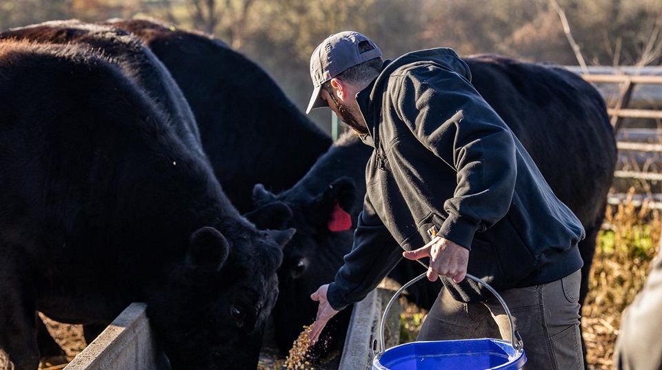 Man feeding cattle.