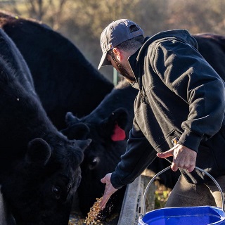 Man feeding cattle.