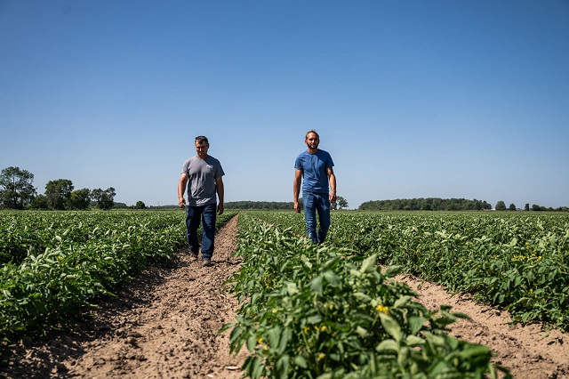 Two men walk along adjacent crop rows in a field.