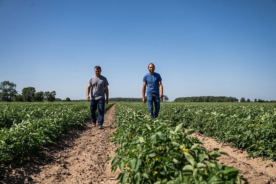 Two men walk along adjacent crop rows in a field.