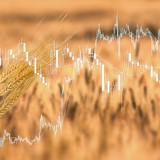 Graph over a wheat field