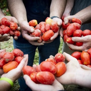 Hands holding tomatoes.