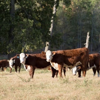 Hereford cattle.