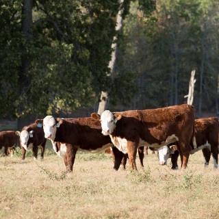 Hereford cattle.