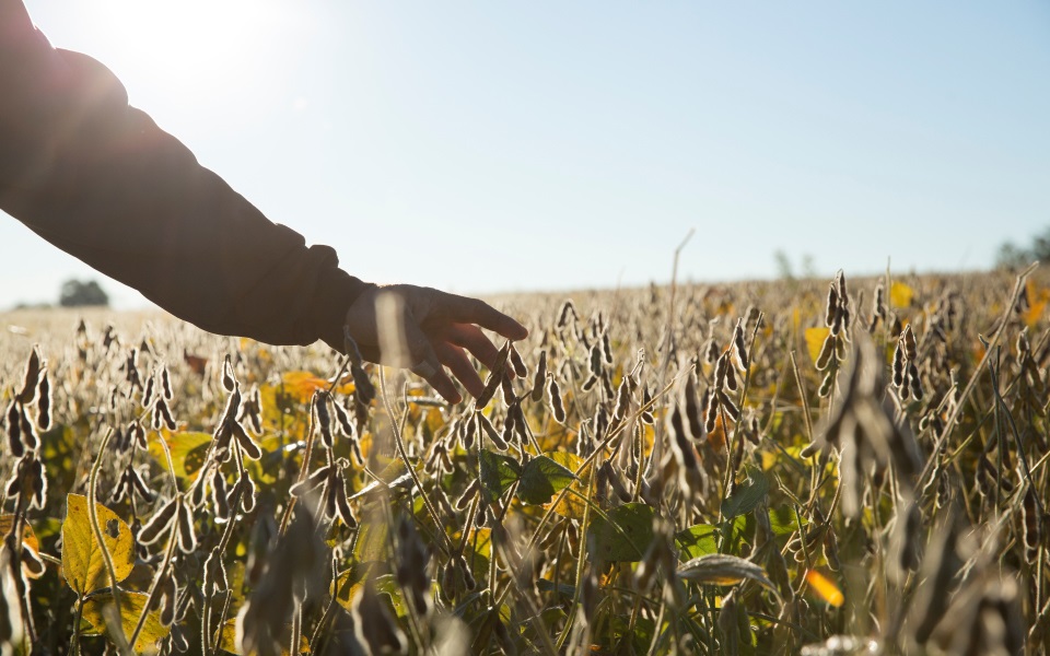 Hand touching soybeans about ready to harvest.