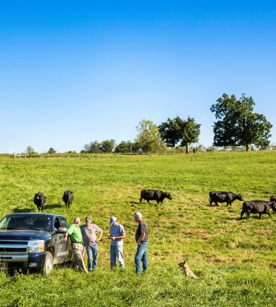 Four men standing against truck in field with black cows.