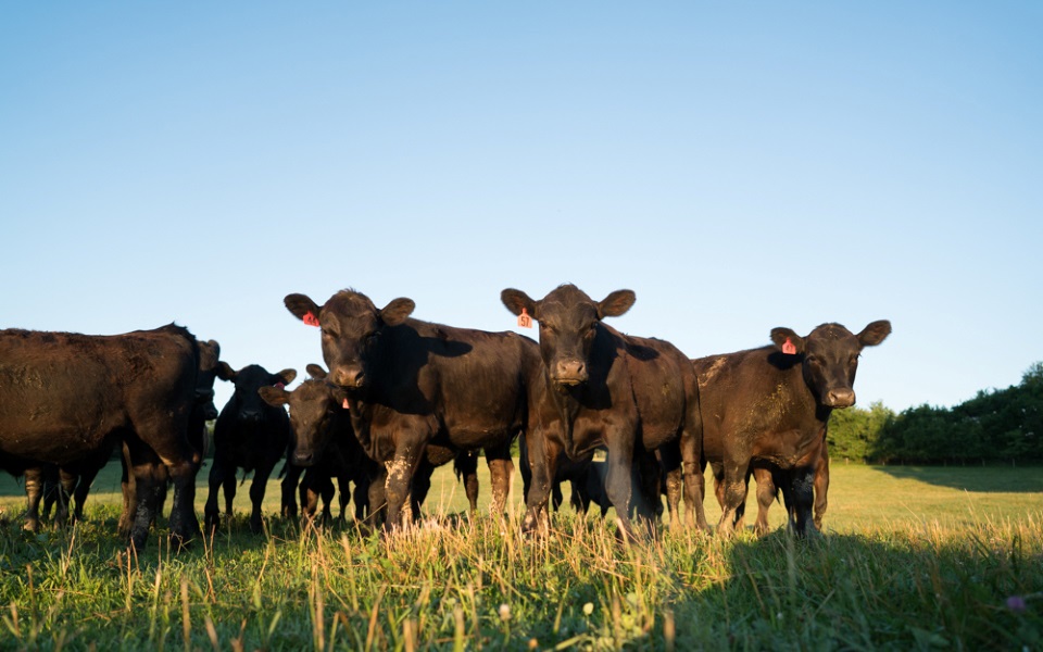 Three black steers in a field.