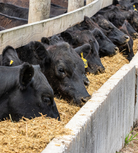 Black cattle eating silage out of a bunker.