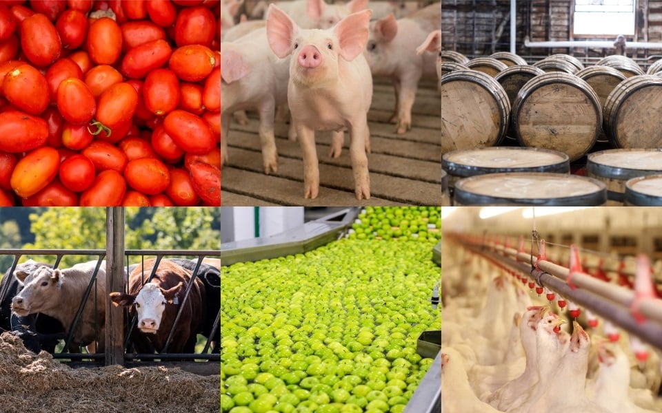 Collage of tomatoes, pigs, wine barrels, cattle, green apples, chickens