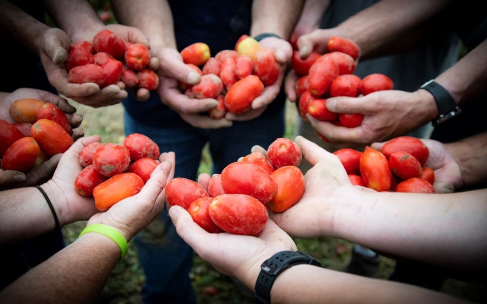 Hands holding tomatoes.