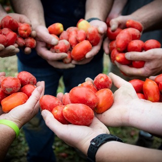 Hands holding tomatoes.