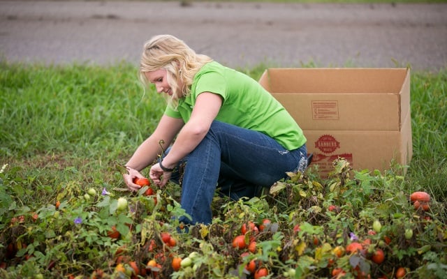 A woman in a green shirt picks tomatoes.