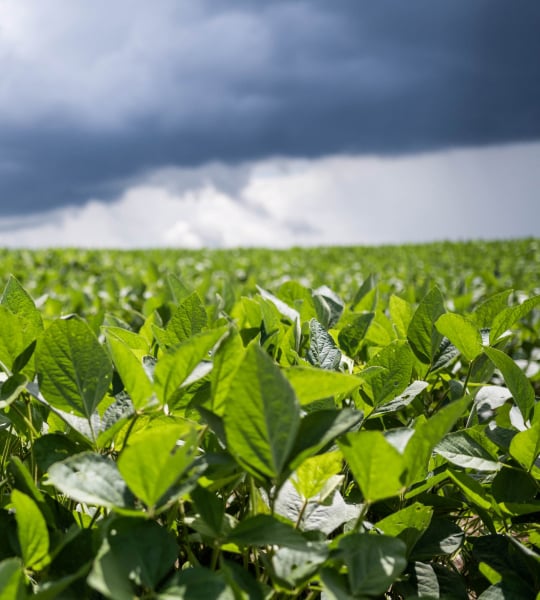 Storm clouds over green soybean field.