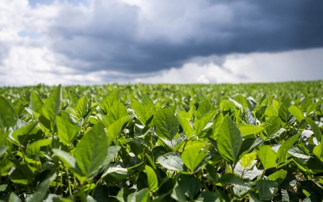 A storm blows over a green soybean field.