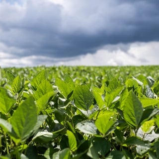 A storm blows over a green soybean field.