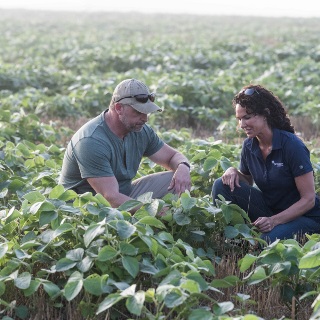 Green soybean field portected with crop insurance from Farm Credit Mid-America.