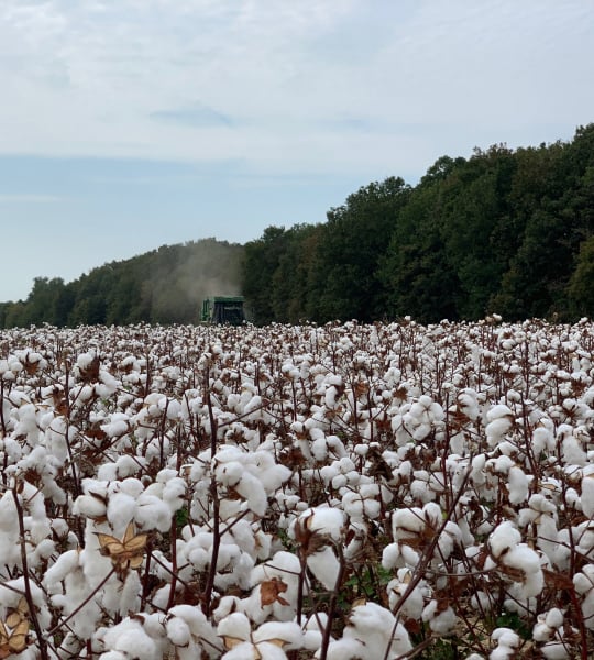 Combine harvests a cotton field.