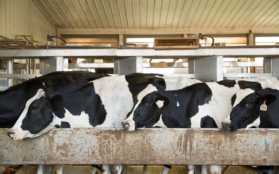 Holstein dairy cattle.