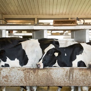 Holstein dairy cattle.