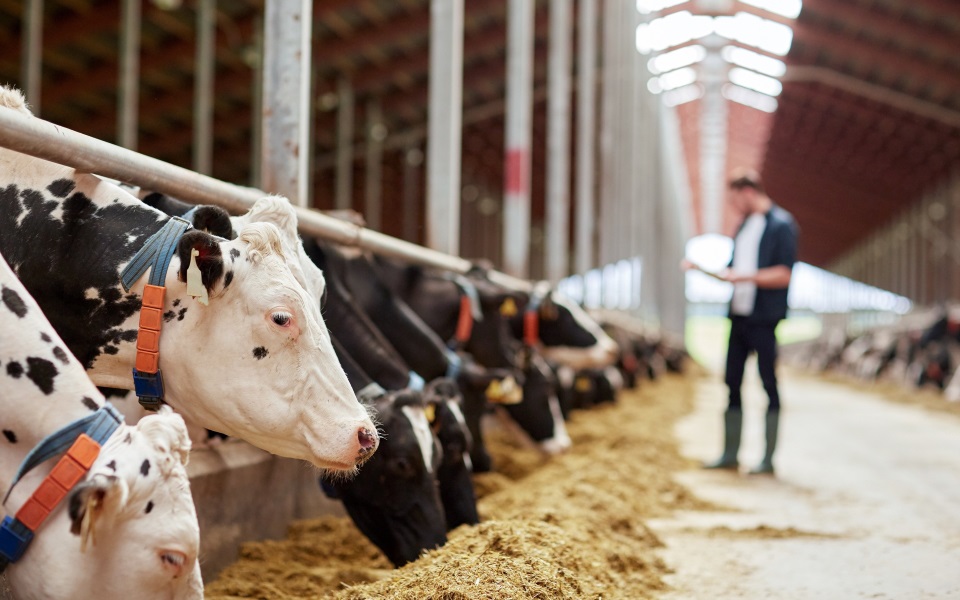 Man inspects dairy cattle wearing RFID collars.