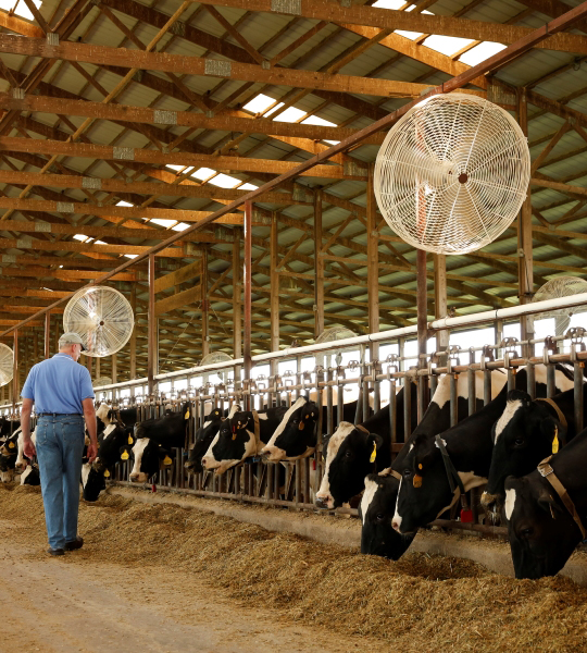 Man walks by dairy cattle eating silage.