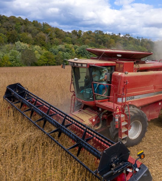 Red combine harvesting soybeans.