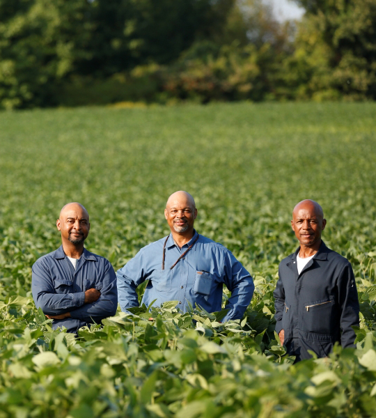 Three men stand in soybean field.