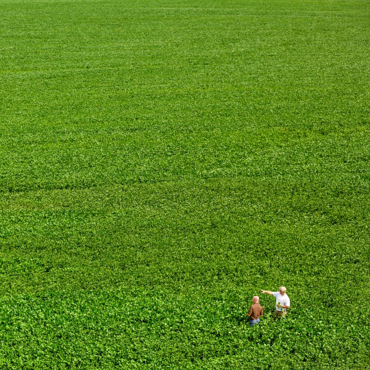 Two men standing in an expansive green soybean field.