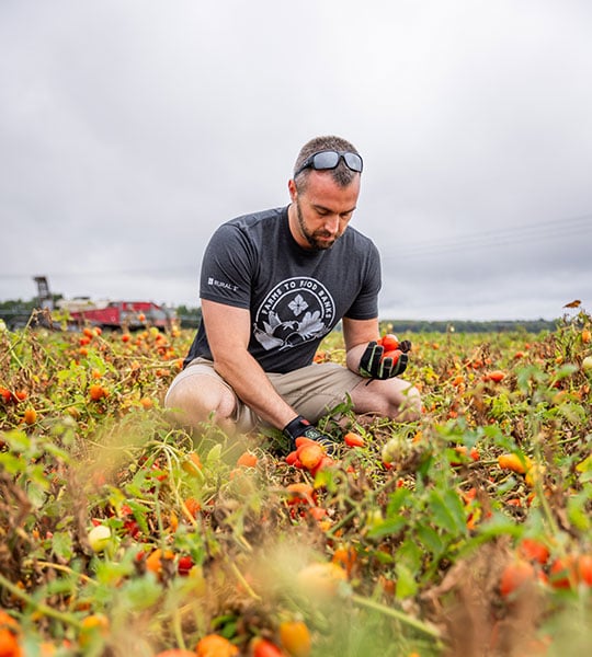 A man picks tomatoes in a field for the Farms to Food Banks program.