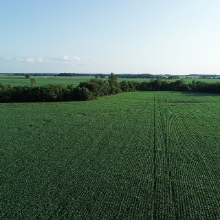 Aerial view of expansive green corn field.