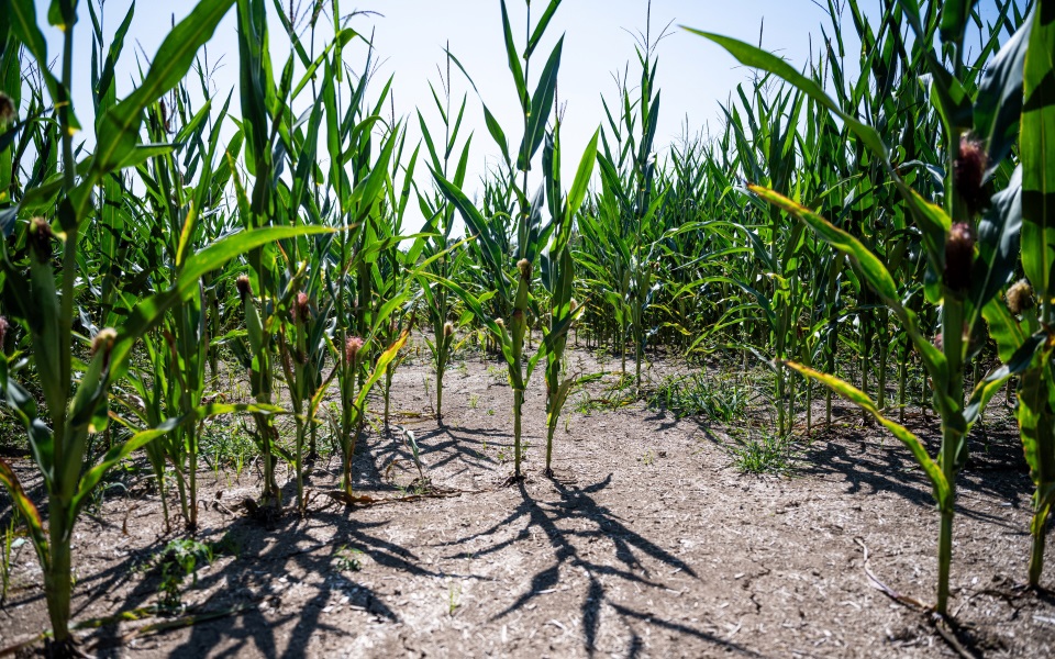 Corn field affected by drought