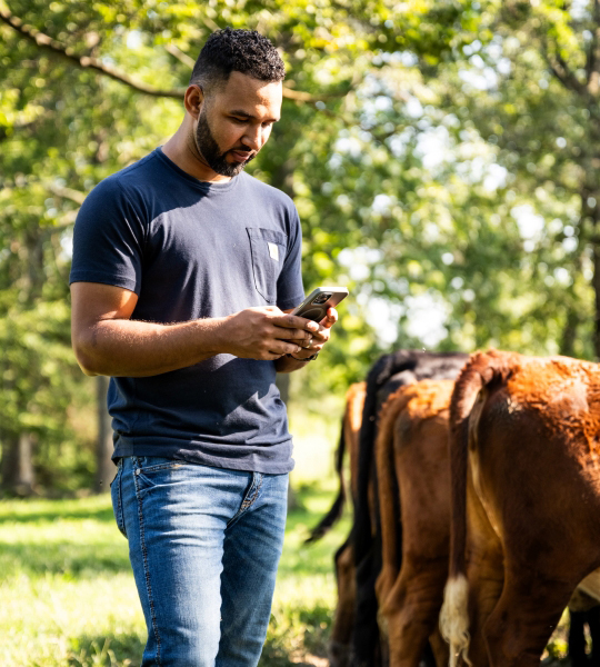 Cattle farmer uses Farm Credit Mid-America's myAccount on his phone.