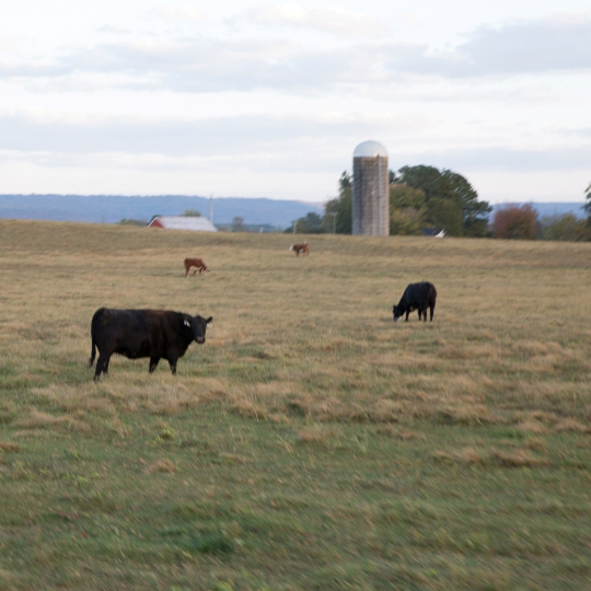 Cattle in a Tennessee pasture financed by Farm Credit Mid-America