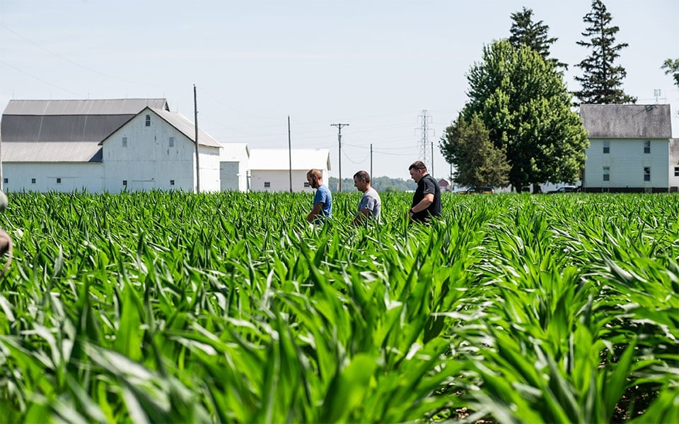 Three men walk through corn field insured by Farm Credit Mid-America crop insurance.