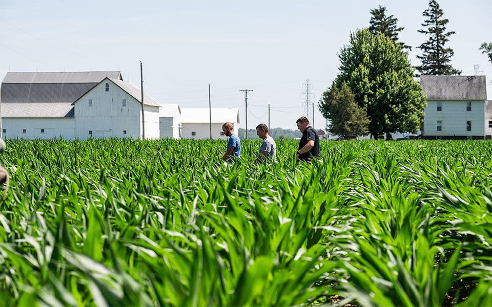 Three men walk through corn field insured by Farm Credit Mid-America crop insurance.