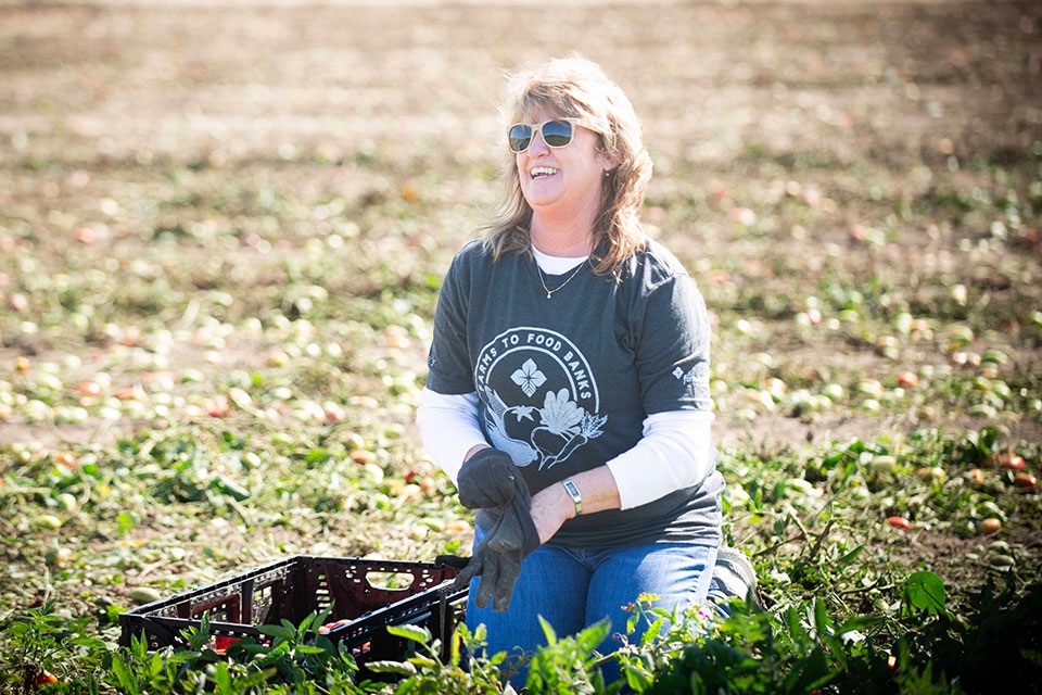 Woman putting on work gloves while kneeling in a tomato field.